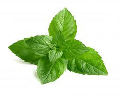 PEPPERMINT Essential oil, INDIAN