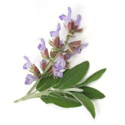 SAGE OIL,Essential oil