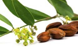 JOJOBA ESSENTIAL OIL - WHITE