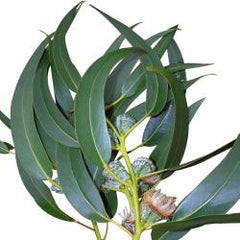 EUCALYPTUS ESSENTIAL OIL, CHINESE