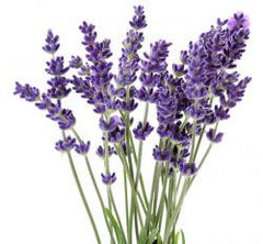 LAVENDER ESSENTIAL OIL, BULGARIAN