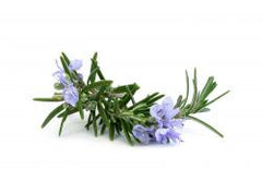ROSEMARY Essential oil, MOROCCAN